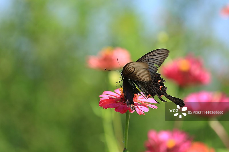 粉红色花朵上蝴蝶的特写镜头图片素材