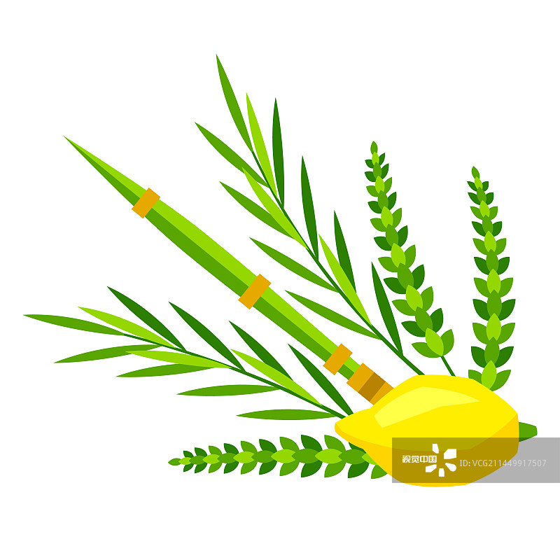住棚节快乐：四种植物Etrog Lulav图片素材