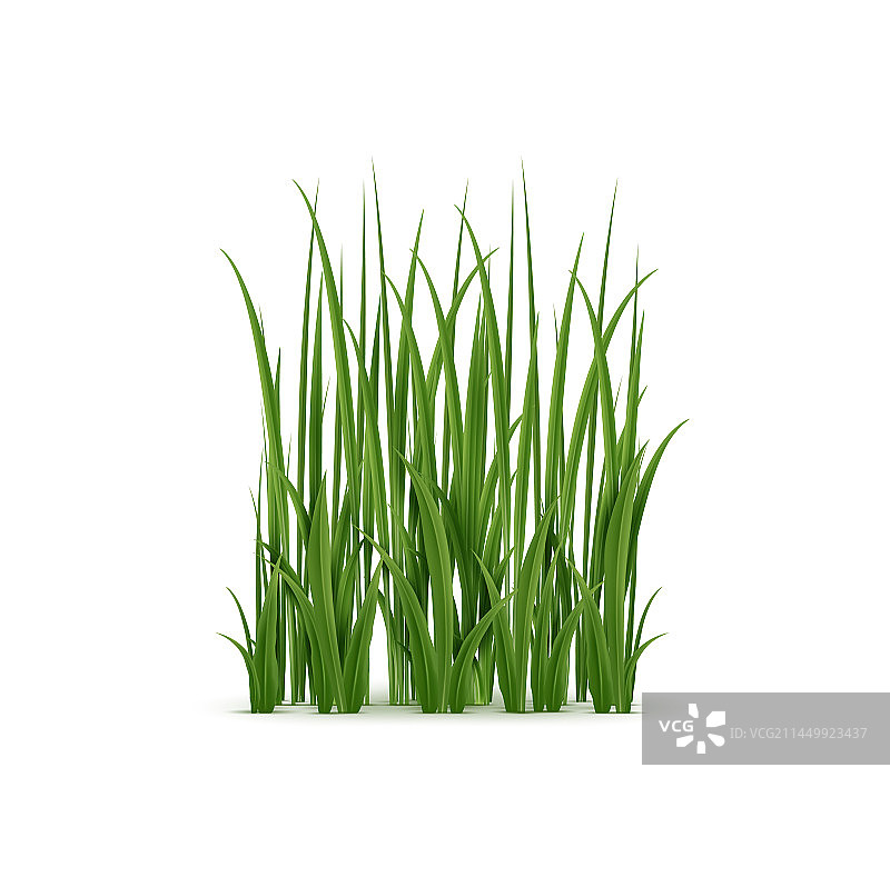 逼真的草绿色叶片，具有柔软的纹理图片素材