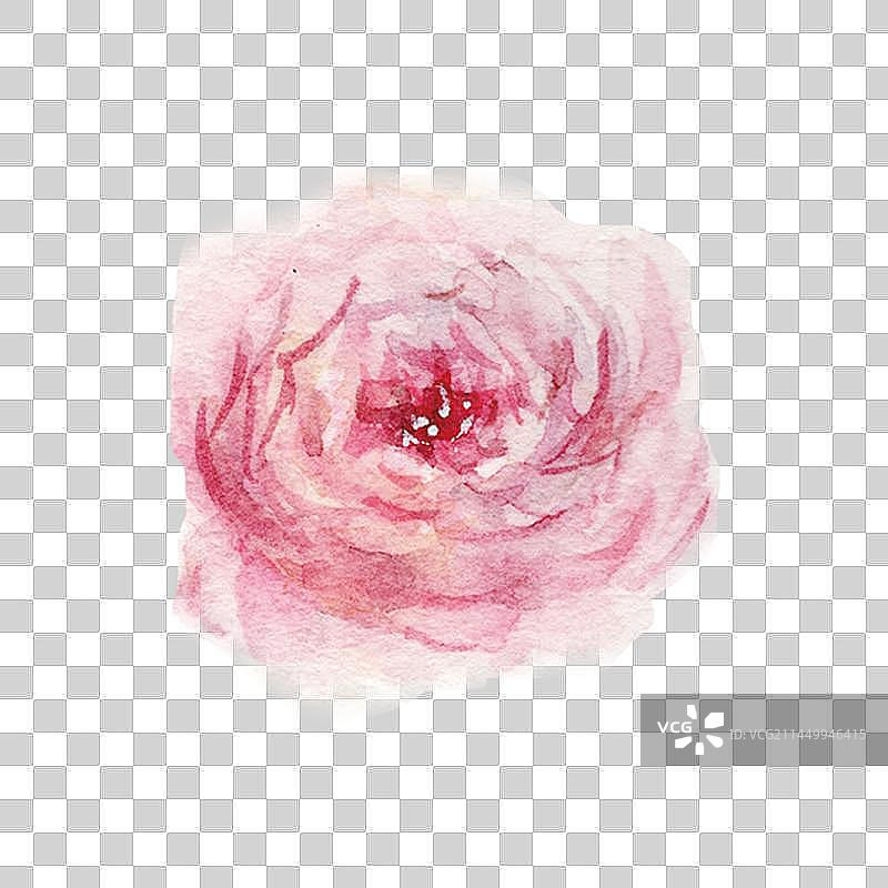 水彩手绘的粉红色鲜花特写图片素材
