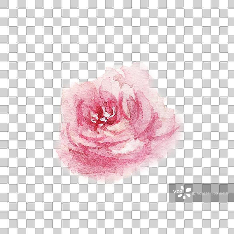 水彩手绘的粉红色鲜花特写图片素材