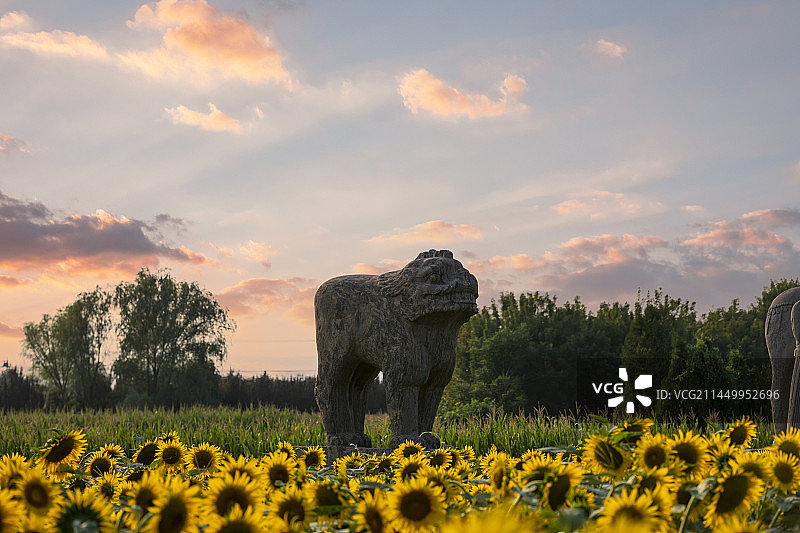 河南省郑州巩义市北宋皇陵永泰陵石像生和向日葵图片素材