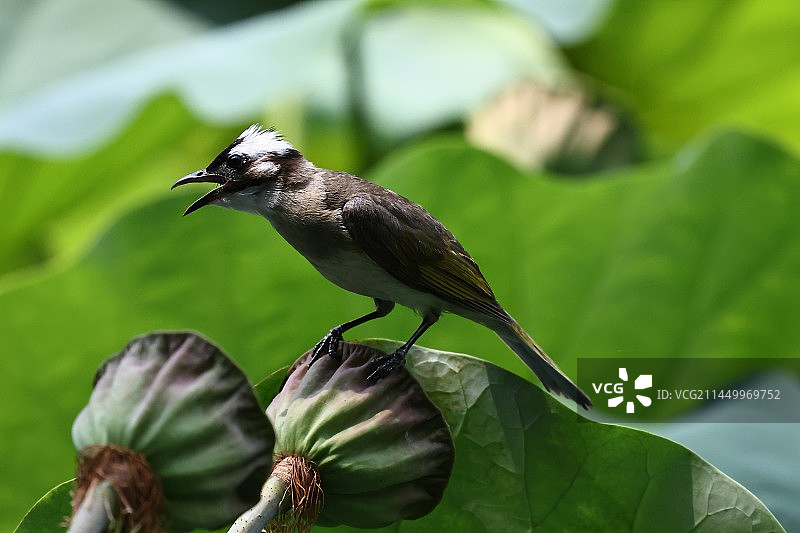 双莲蓬上的白头鹎图片素材