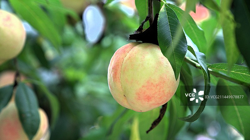 桃子熟了图片素材