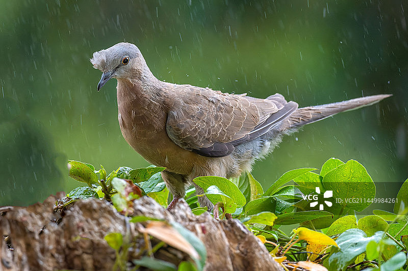 头戴一朵花，珠颈斑鸠图片素材