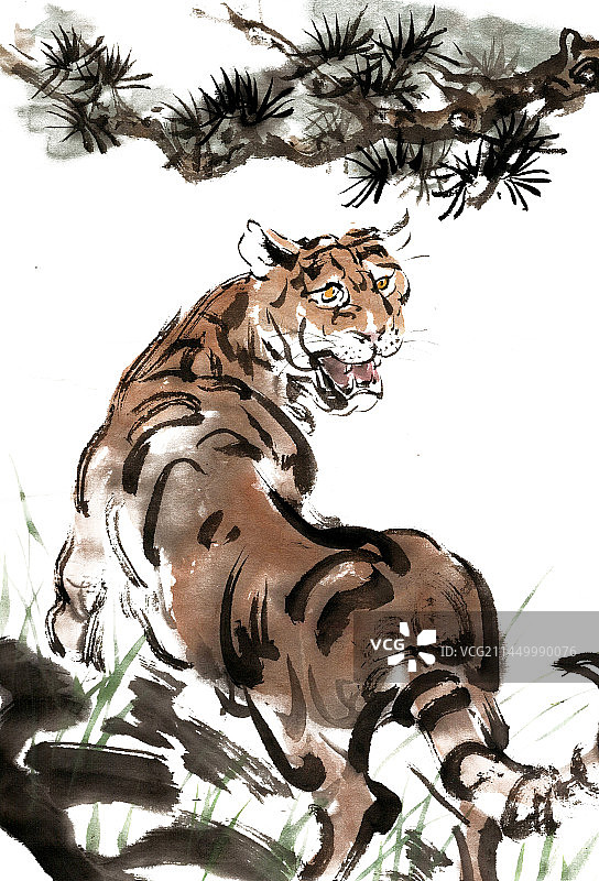 回望的老虎图片素材