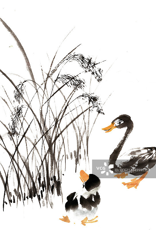 芦苇与鸭子图片素材