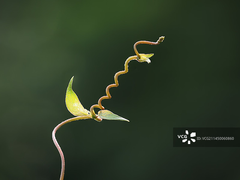 植物茎叶生长的景象图片素材