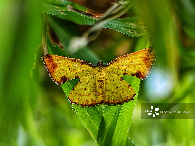 草丛里的尺蛾图片素材