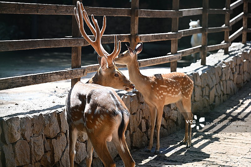 梅花鹿紫玉山庄图片素材
