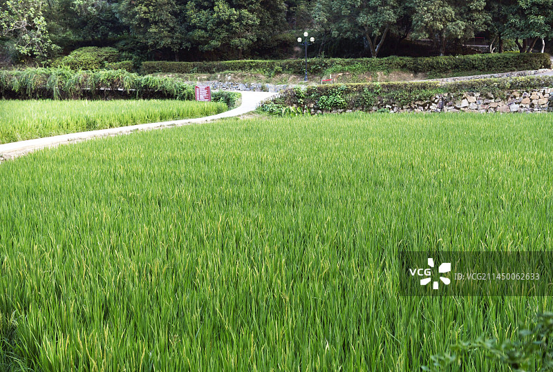 湖南湘潭韶山市韶山乡韶山村少年毛泽东耕种过的稻田图片素材