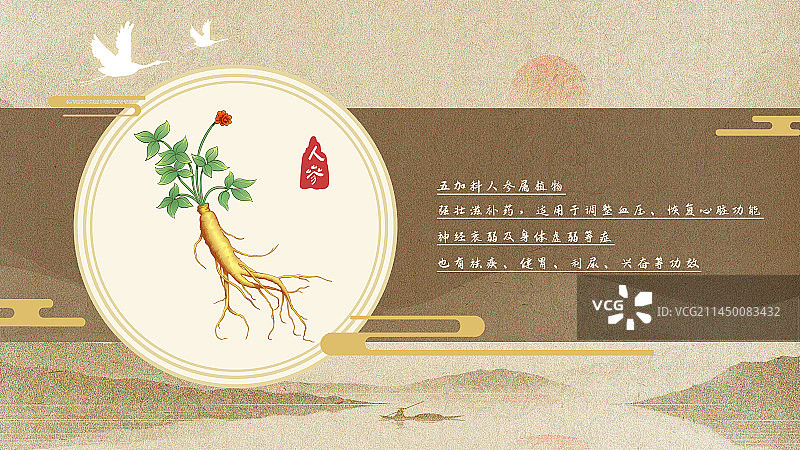 中国传统文化中草药药材之人参图片素材