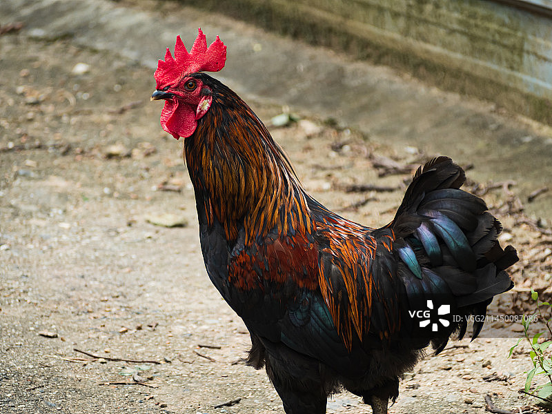 大公鸡-广西柳州融水苗族治自县安太乡寨怀村图片素材