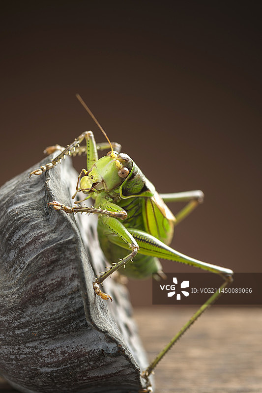 螽斯科大型鸣虫蝈蝈特写深色调图片素材