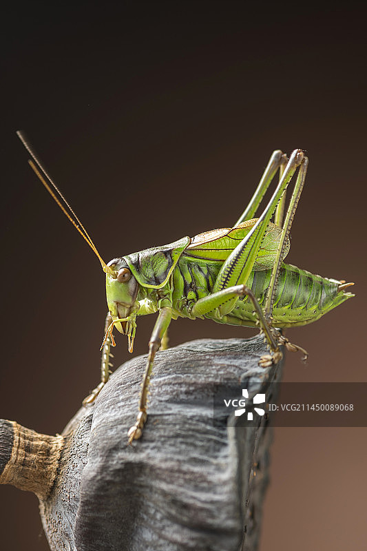 螽斯科大型鸣虫蝈蝈特写深色调图片素材