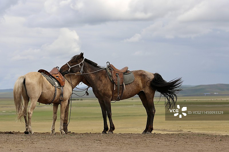 草原骏马图片素材
