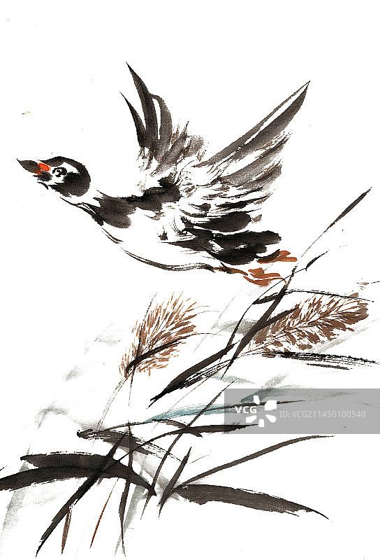 芦苇荡中的大雁图片素材