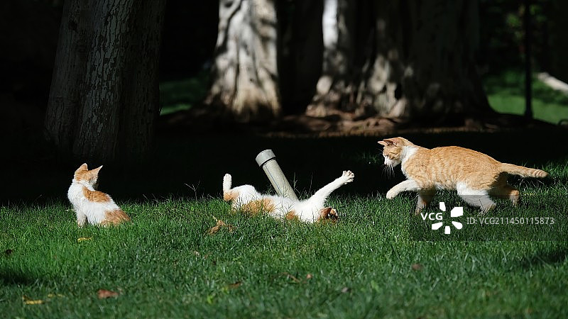 小流浪猫在草地上和猫妈妈嬉闹图片素材
