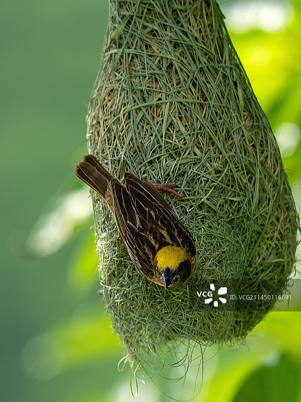 织梦安居图片素材