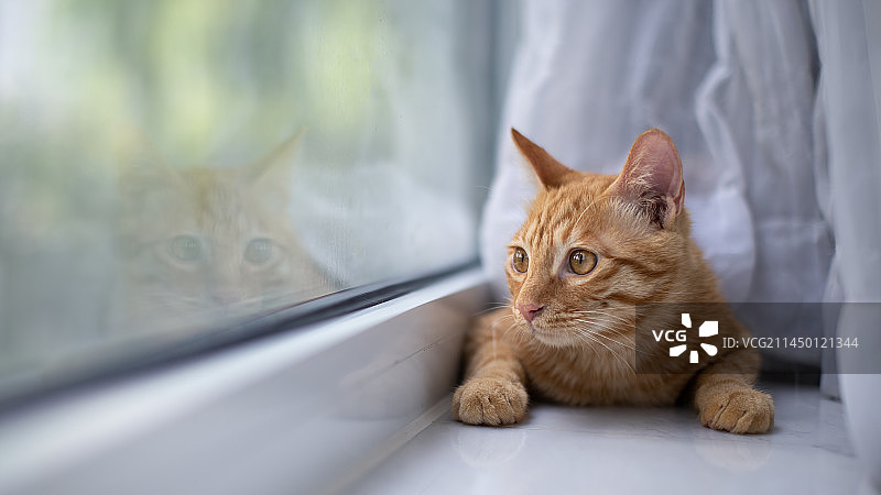 凝视窗外图片素材