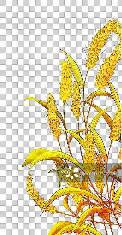 金黄色的稻谷 秋天的收获插画元素图片素材