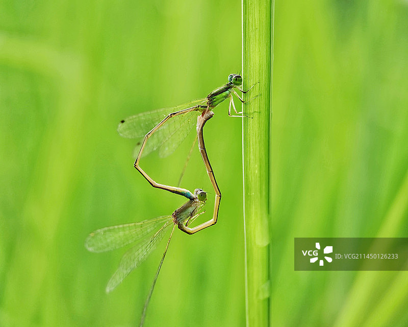 绿色芦苇荡里恋爱的豆娘图片素材