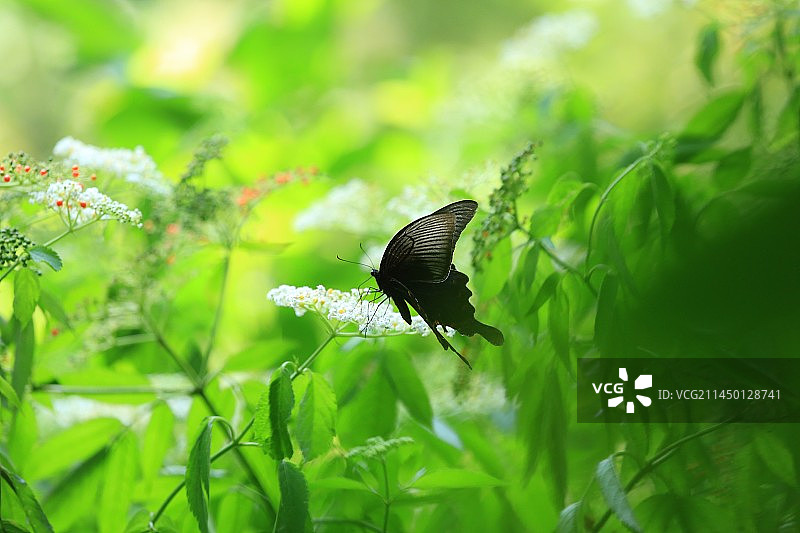 碧凤蝶在花上授粉的特写镜头图片素材