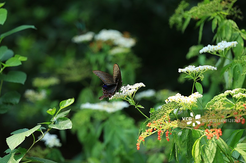 碧凤蝶在花上授粉的特写镜头图片素材