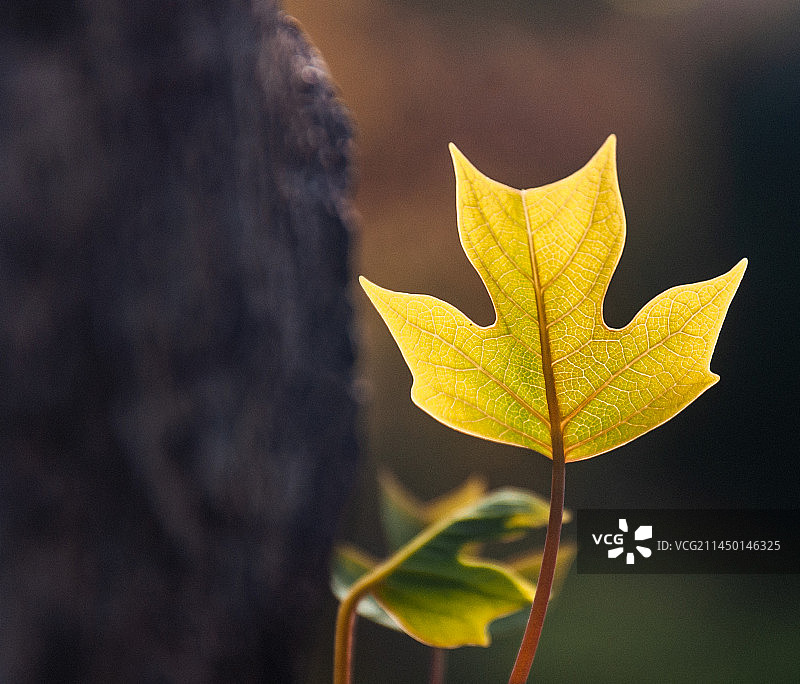 逆光的鹅掌楸图片素材