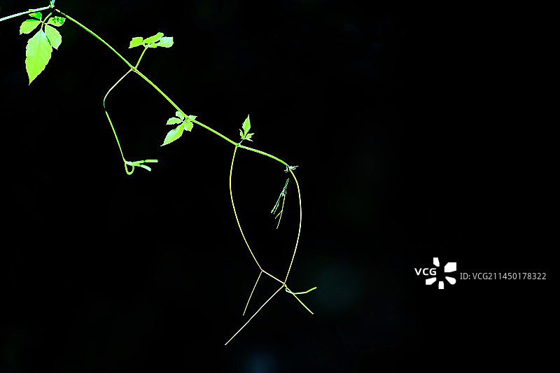 枝叶的魅力。拍摄于杭州拱墅区现代城社区。图片素材