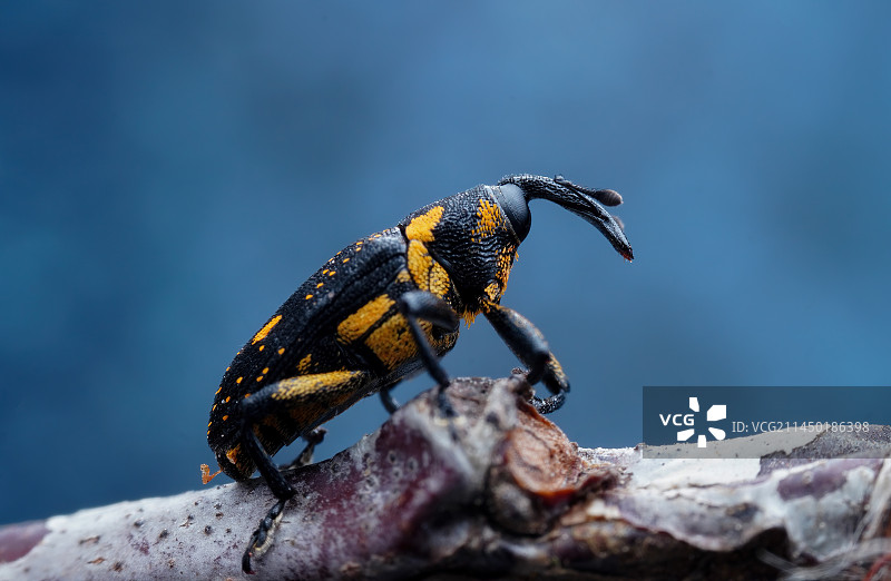 小象鼻虫图片素材