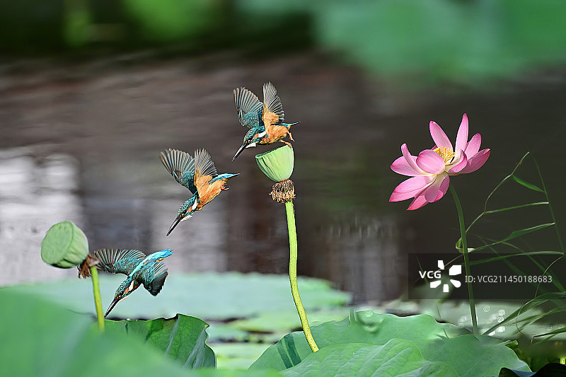 小翠跳水图片素材