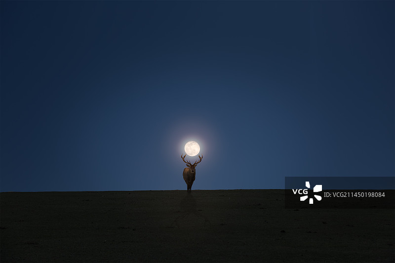 麋鹿的桂冠图片素材