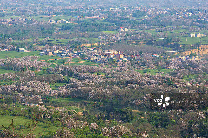 山乡桐华开——郑州市荥阳市图片素材