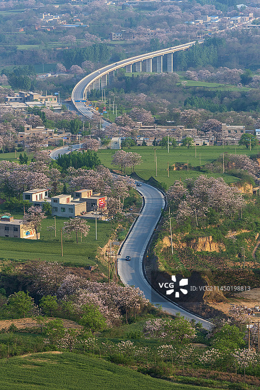 山乡桐华开——郑州市荥阳市图片素材