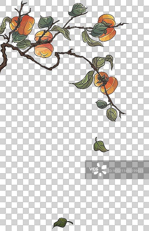 柿子树图片素材