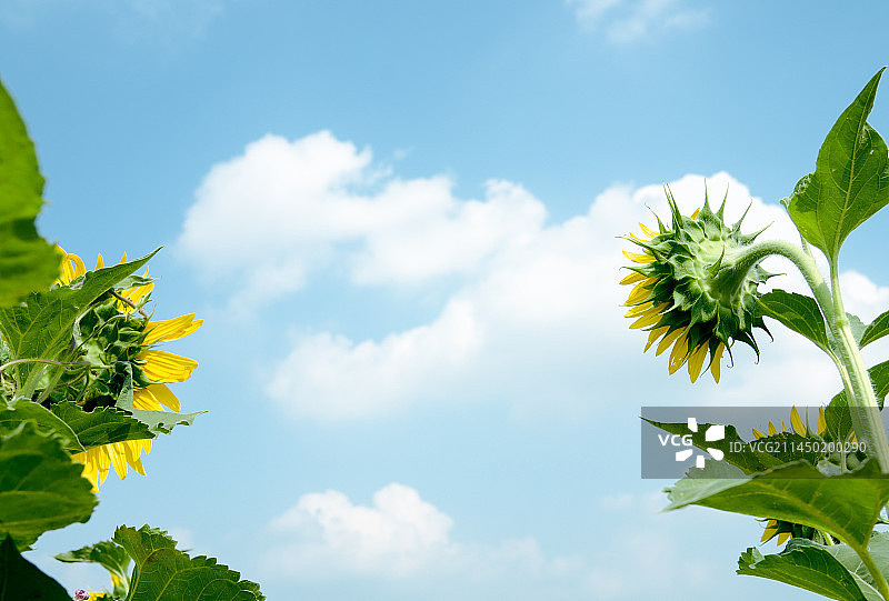 仰望天空的向日葵图片素材