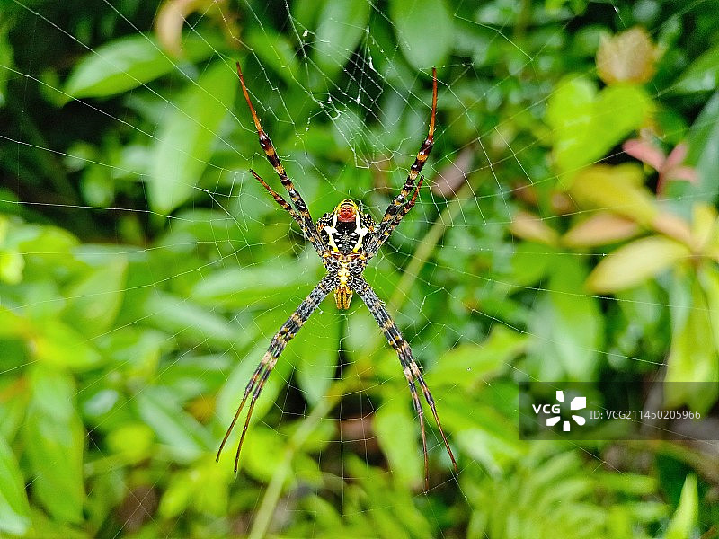 棒络新妇蜘蛛特写镜头图片素材