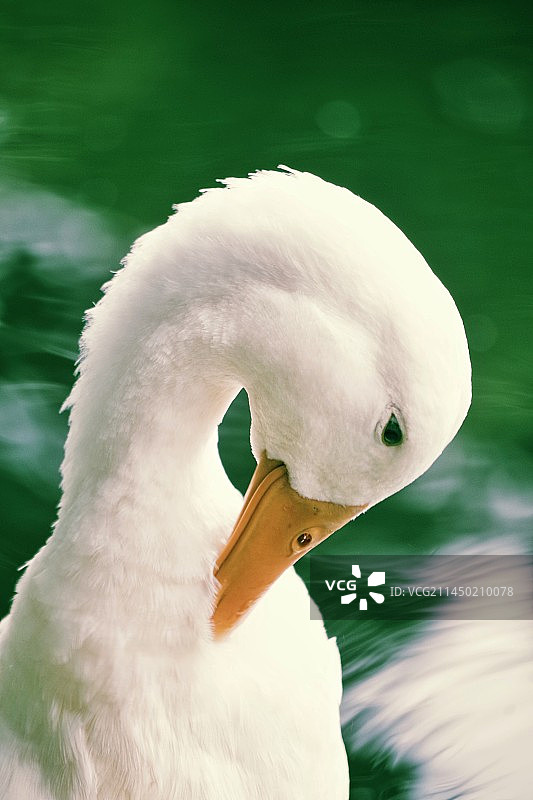 鸭子特写镜头图片素材