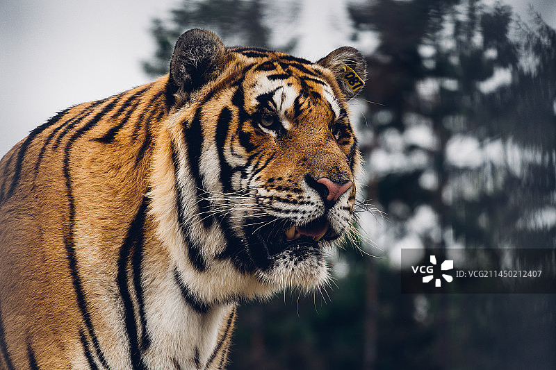 黑龙江横道河子东北虎林园图片素材