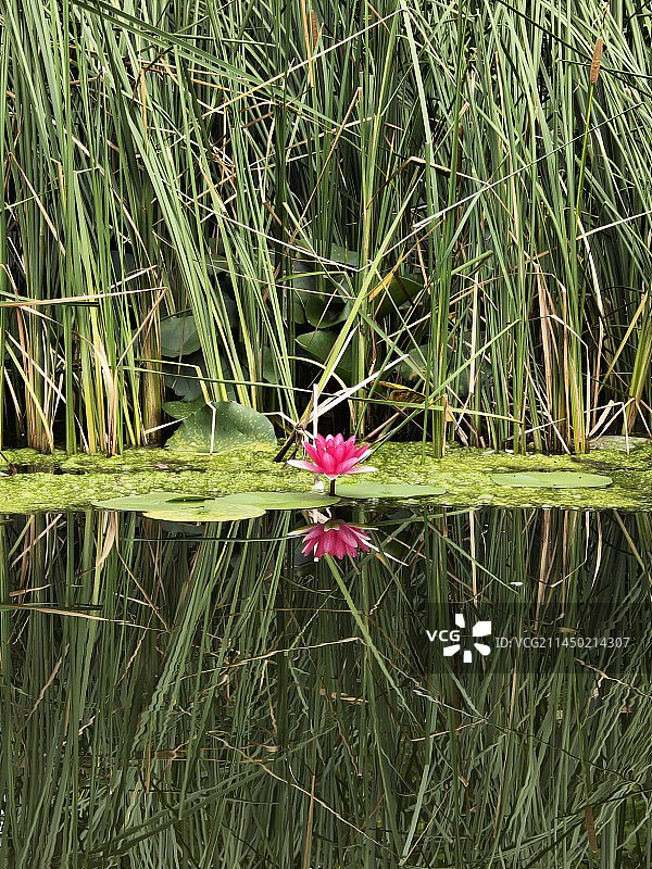一枝独艳——睡莲图片素材