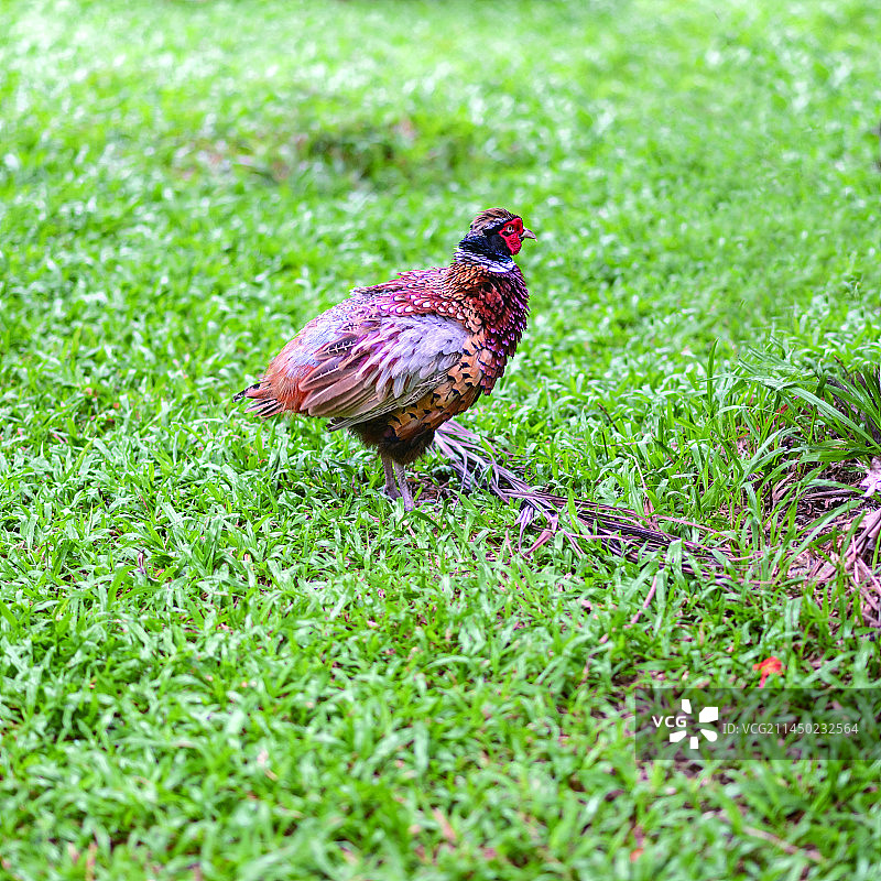 国家二级保护动物雉鸡图片素材