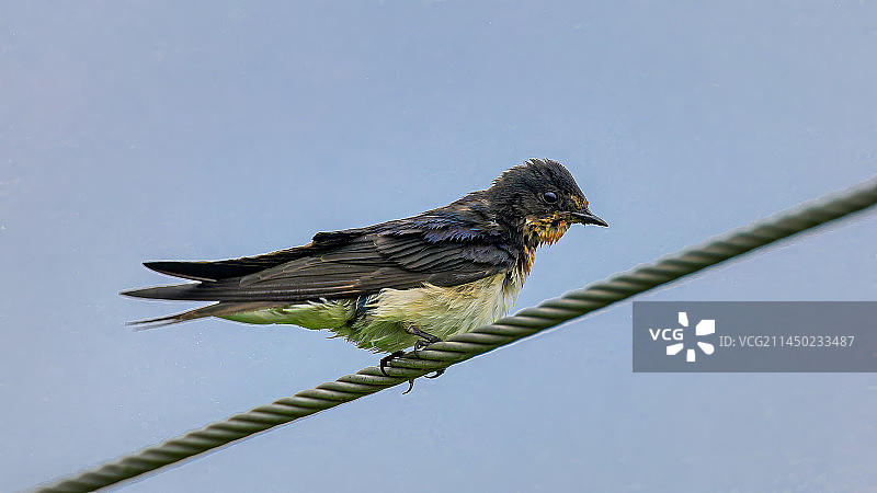 浴后的家燕图片素材