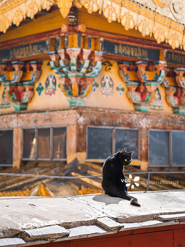 猫与松赞林寺图片素材