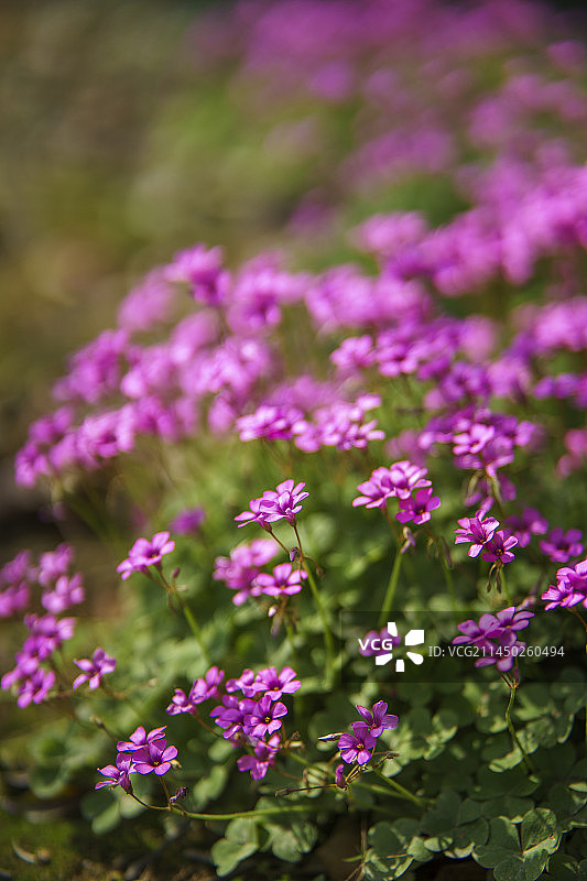 红花醡浆草图片素材