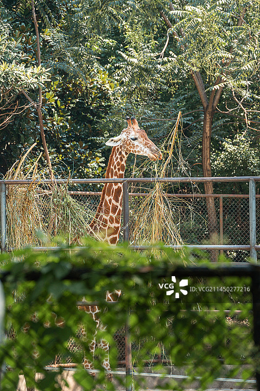 南京红山动物园长颈鹿图片素材
