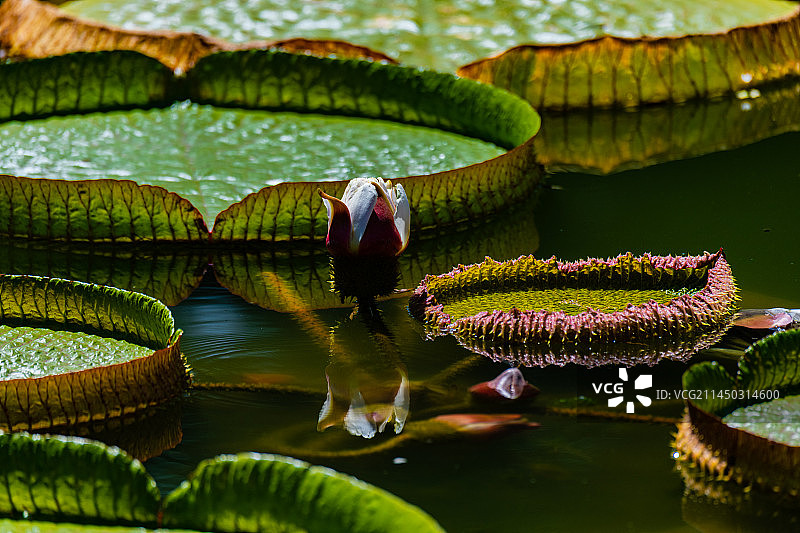 国家植物园-99-王莲3图片素材