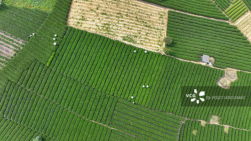 贵州省遵义市湄潭县永兴镇万亩茶海图片素材