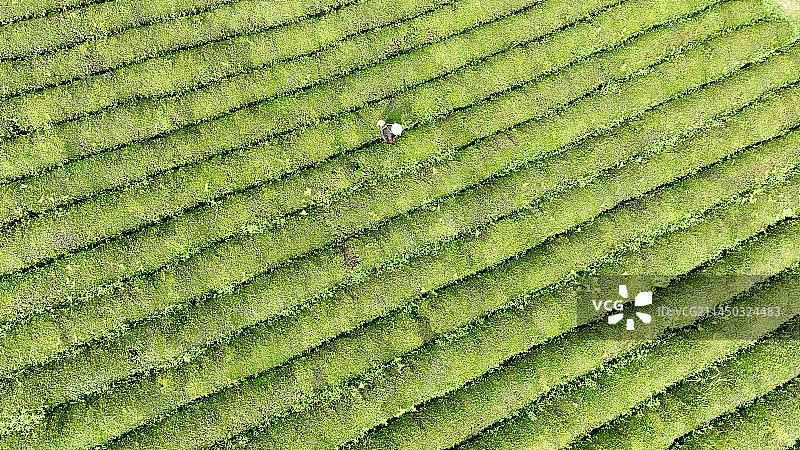 贵州省遵义市湄潭县永兴镇万亩茶海图片素材