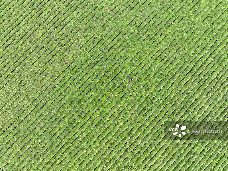 贵州省遵义市湄潭县永兴镇万亩茶海风光图片素材